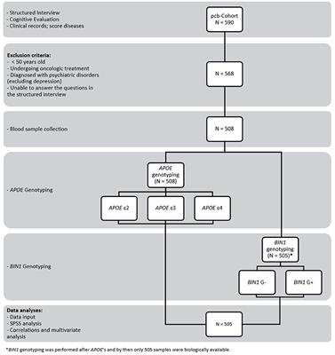BIN1 rs744373 SNP and APOE alleles specifically associate to common diseases